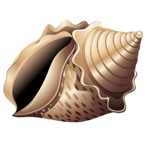 coquillage-2